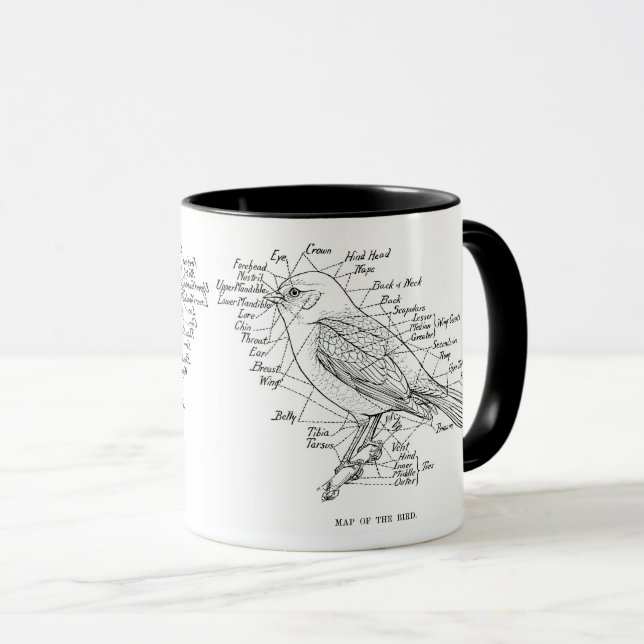 Caneca anatomia das aves (Frente Esquerda)