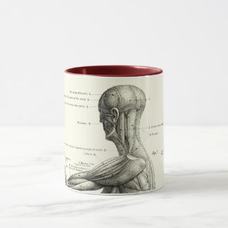 Caneca Anatomia humana, músculos do corpo humano