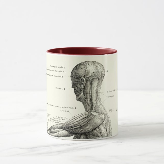 Caneca Anatomia humana, músculos do corpo humano (Centro)