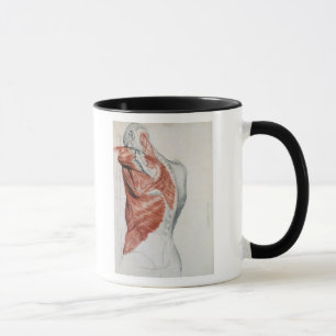 Caneca Anatomia humana; Músculos do torso e do ombro