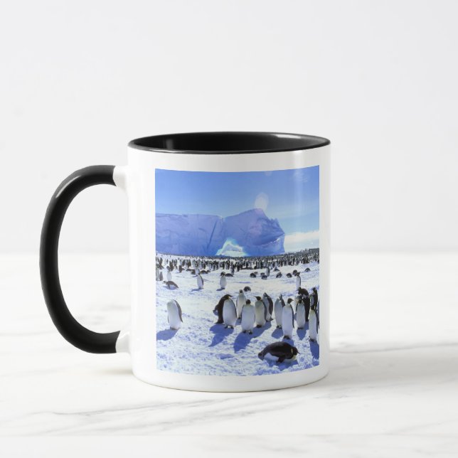 Caneca Antártica, Península Antártica, Mar Weddell, 5 (Esquerda)