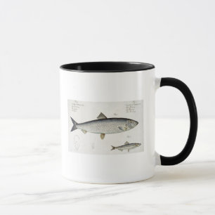 Caneca Arenques (Clupea Harengus) (Fig. 1) e arenque