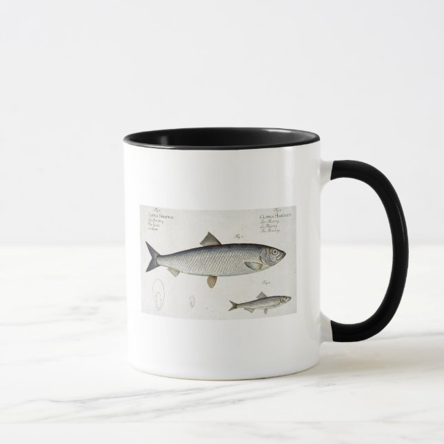 Caneca Arenques (Clupea Harengus) (Fig. 1) e arenque (Direita)