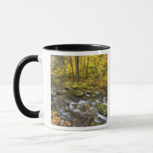 Caneca Arroyo Sanderson. Bosque Estatal Chester-Blanford.