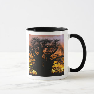 Caneca Árvore baobá africana, Adansonia digitata,