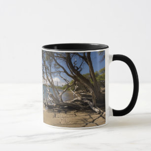 Caneca Árvore em uma praia ao longo do litoral