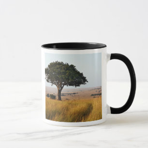 Caneca Árvore única de acácia nas planícies gramadas, Mas
