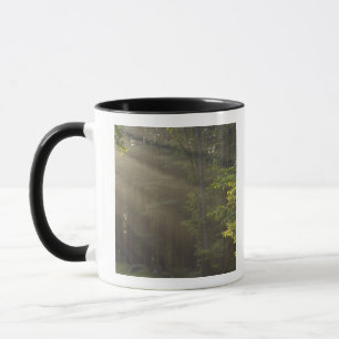 Caneca Árvores ao longo da 7 Lakes Drive, Harriman, NY