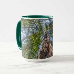 Caneca Árvores de Sequoia Condado de Marin, Califórnia