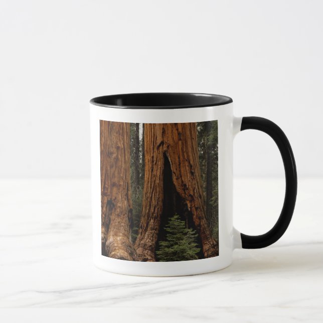Caneca Árvores Redwood, Parque Nacional Sequoia. (Direita)