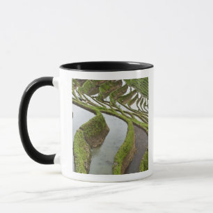 Caneca Ásia, China, Yunnan, Yuanyang. Arroz inundado