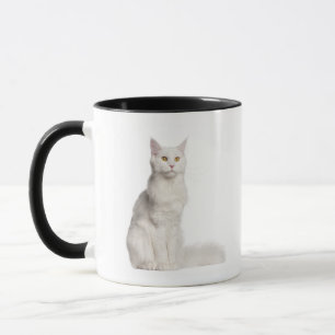 Caneca Assento do racum de Maine (8 meses velho)