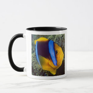 Caneca Austrália, Grande Barreira de Coral, Peixe-palhaço