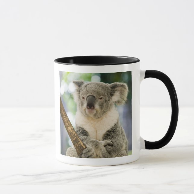 Caneca Austrália, Queensland, Brisbane, Fig Tree (Direita)