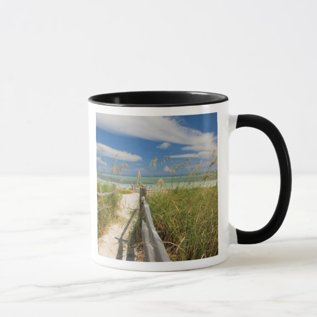 Caneca Aveia do mar Uniola paniculata) crescendo pela pra (Direita)