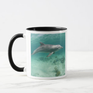 Caneca Bahamas, Ilha de Grand Bahama, Freeport, Cativo 6