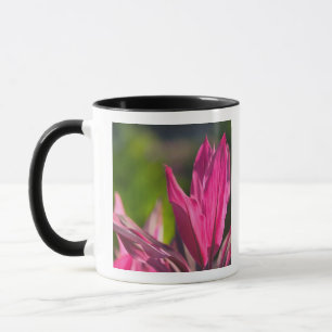 Caneca BAHAMAS, Ilha de Nova Providência, Nassau: Paraíso