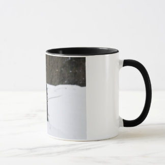 Caneca Bailey o Patterdale Terrier