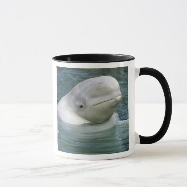 Caneca Baleia Beluga, Delphinapterus leucas) (Direita)