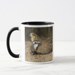 Caneca Bebês de codorna Northern Bobwhite no lago para be