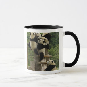 Caneca bebês de panda gigante (Ailuropoda melanoleuca)