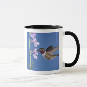Caneca Beija-flor-de-cauda-larga, Selasphorus