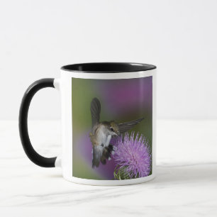 Caneca Beija-flor-de-garganta-rubi em voo no cardo