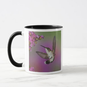 Caneca Beija-flor garganta-rubi jovem macho