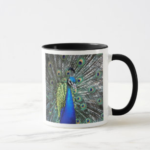 Caneca Belíssimo pavão espalhando penas coloridas