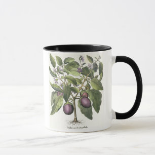 Caneca Beringela: Pallido do fructu de Melanzana, 'do Hor