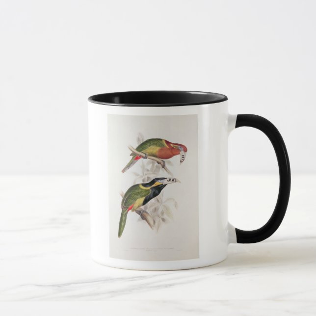 Caneca Bill manchado Aracari, século XIX (Direita)