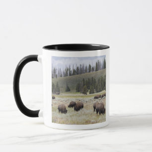 Caneca Bisonte no vale de Hayden de Yellowstone