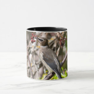 Caneca Boêmia Waxwing, Descansada em um galho