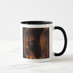 Caneca boi almiscarado, Ovibos moschatus, bezerro recém-n