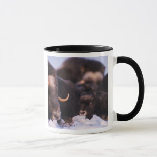Caneca boi-almiscarado, Ovibos moschatus, vaca com recém-
