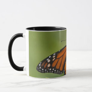 Caneca Borboleta-monarca macho em Asclepia-incarnata