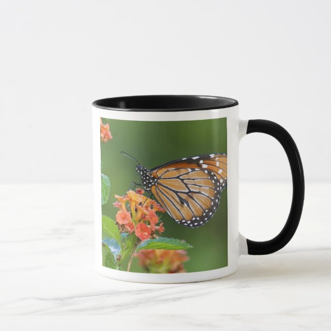 Caneca Borboleta Soldier (Danaus eresimus) se alimentando (Direita)