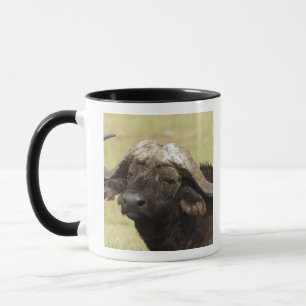 Caneca Búfalo-africano, Syncerus caffer
