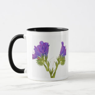 Caneca Bugloss roxo das víboras (plantagineum do echium)