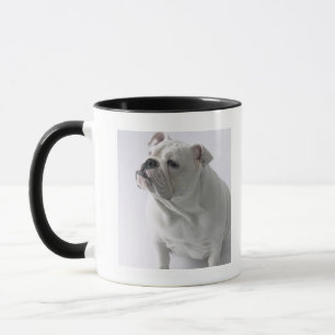 Caneca Buldogue inglês branco que senta-se no estúdio,