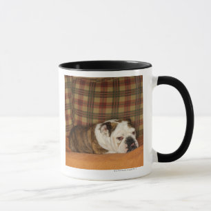 Caneca buldogue que encontra-se em um sofá