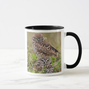 Caneca Burrowing Owl, Athene Cunicularia, Cabo Coral,