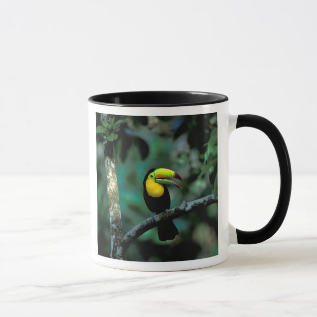 Caneca CA, Panamá, Soberania NP, Tucano com bico Keel (Direita)