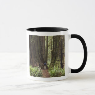 Caneca CA, Parque Estadual de Redwoods Jedediah Smith,