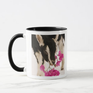 Caneca Cabra alpina britânica domesticada (miúdo). Pret