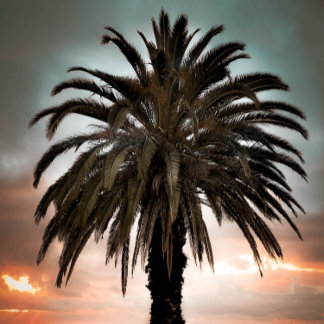 Caneca Café Mug Vivendo minha melhor palmeira e pôr do so