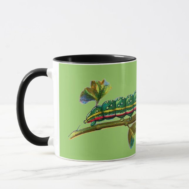 Caneca Calocampa vetusta lagarta (Esquerda)