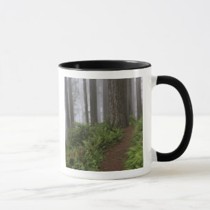 Caneca Caminho através das árvores sequóias gigantes envo