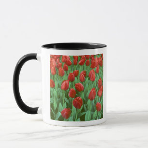 Caneca Campo de tulipas floresce na primavera.