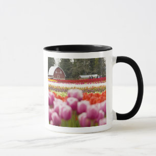 Caneca Campos de tulipas de Mt. Vernon, Condado de Skagit